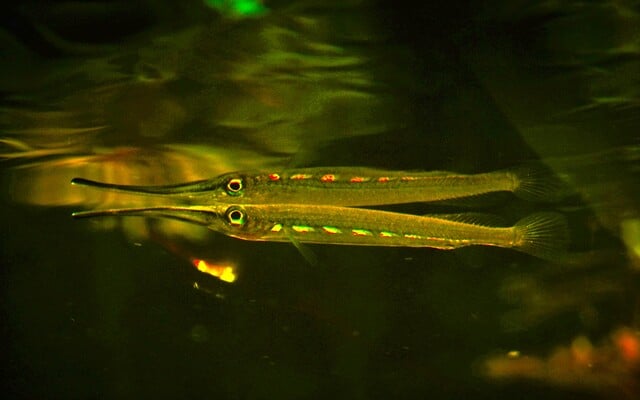 Halvnæb "Hemirhamphodon chrysopunctatus"