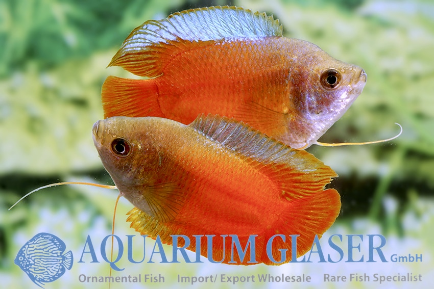 Dværg gurami "Rød" PAR