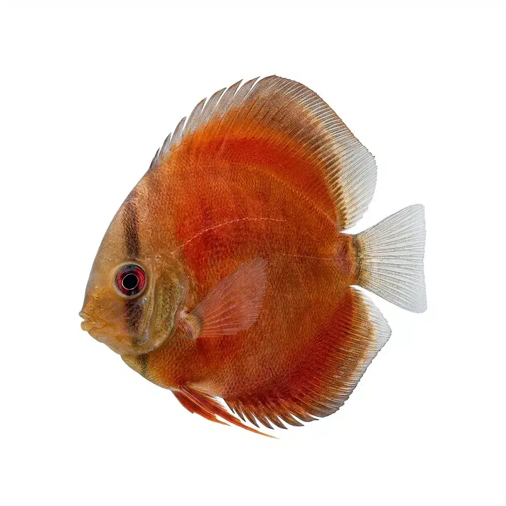 Discus "Red rose" 7 cm