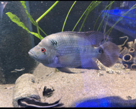 Cichlasoma trimaculatum WYSIWYG 20-25 cm