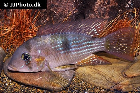 Gymnogeophagus terrapurpura