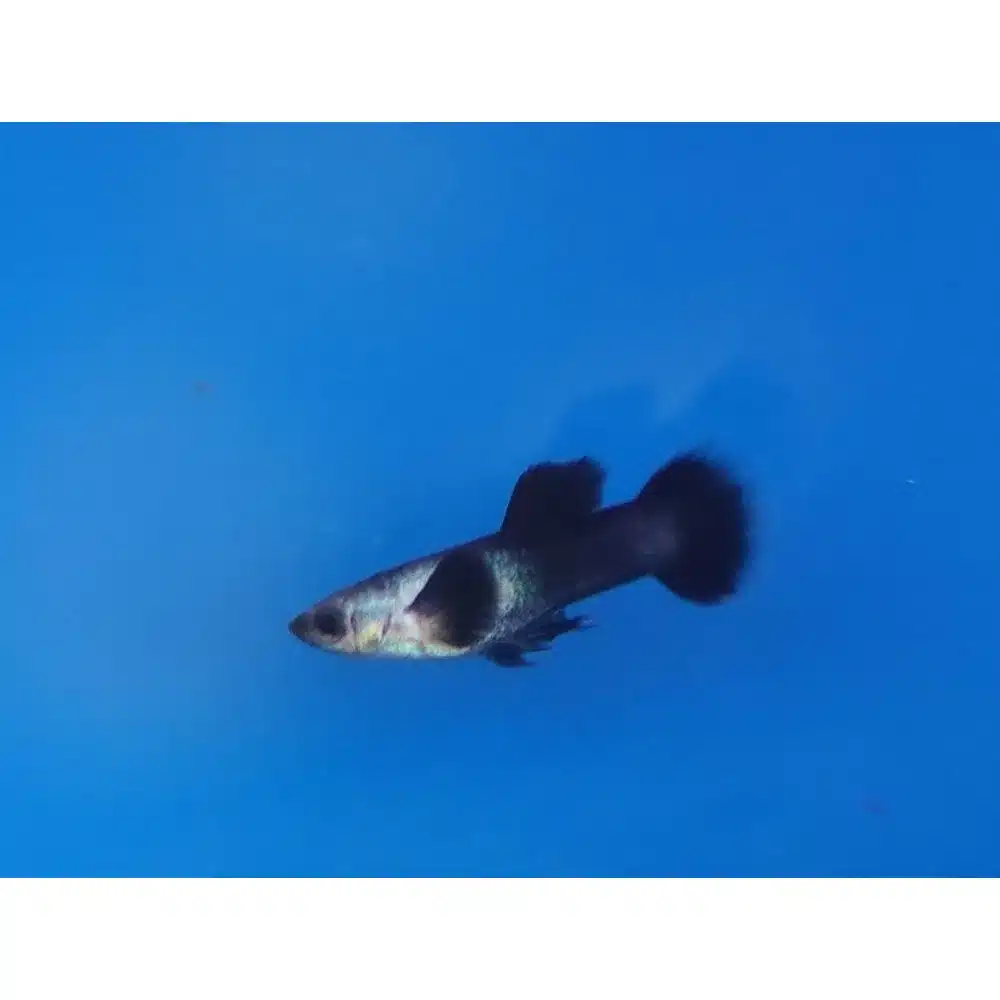 Guppy "Panda" /Par