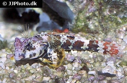 Synchiropus ocellatus