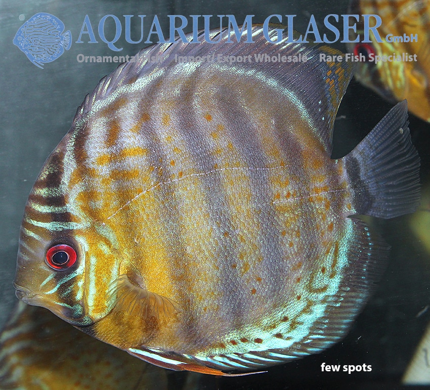 Discus "Peru Rio Nanay" VF