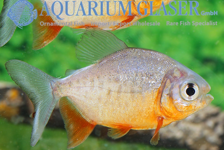 Pacu "Piaractus brachypomus" S