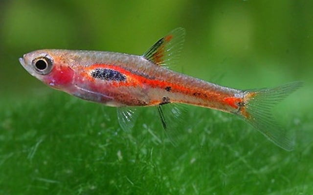 Boraras merah