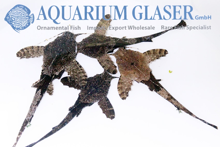 Banjomalle "Bunocephalus sp."