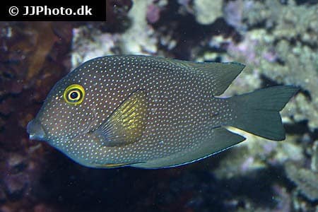 Ctenochaetus truncatus