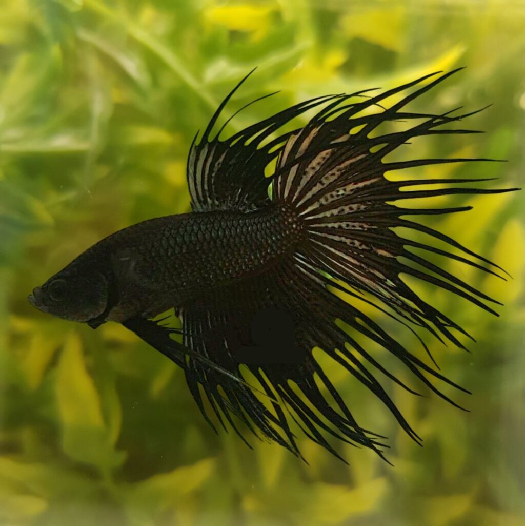 Kampfisk han, Crowntail Sort