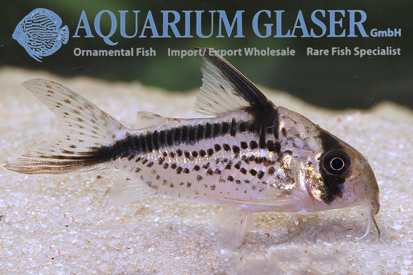 Corydoras loxozonus