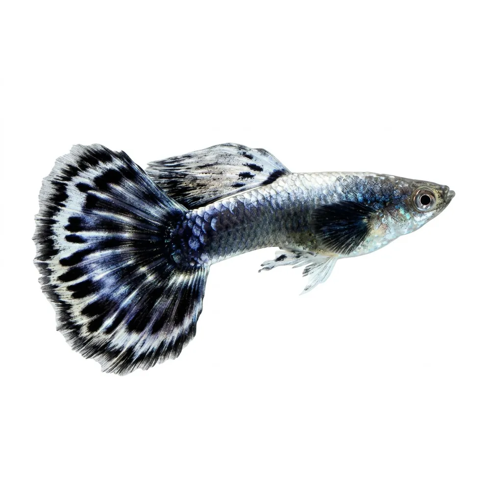 Guppy "Blue Elephant Halfmoon" PAR