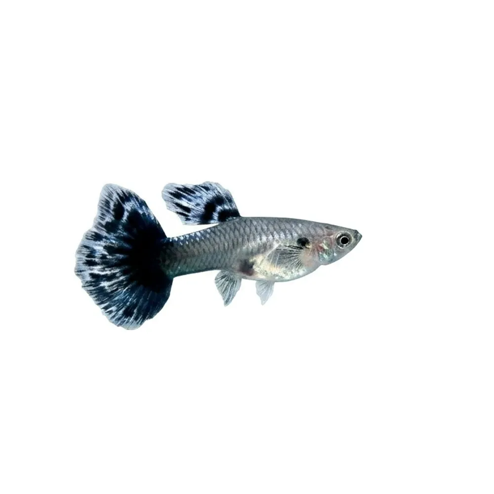 Guppy "Blue Elephant Halfmoon" PAR - Billede 2