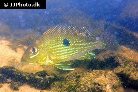 Geophagus argyrosticus