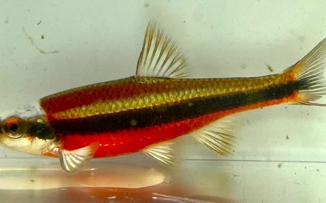 Yellowfin shiner "Notropis lutipinnis"