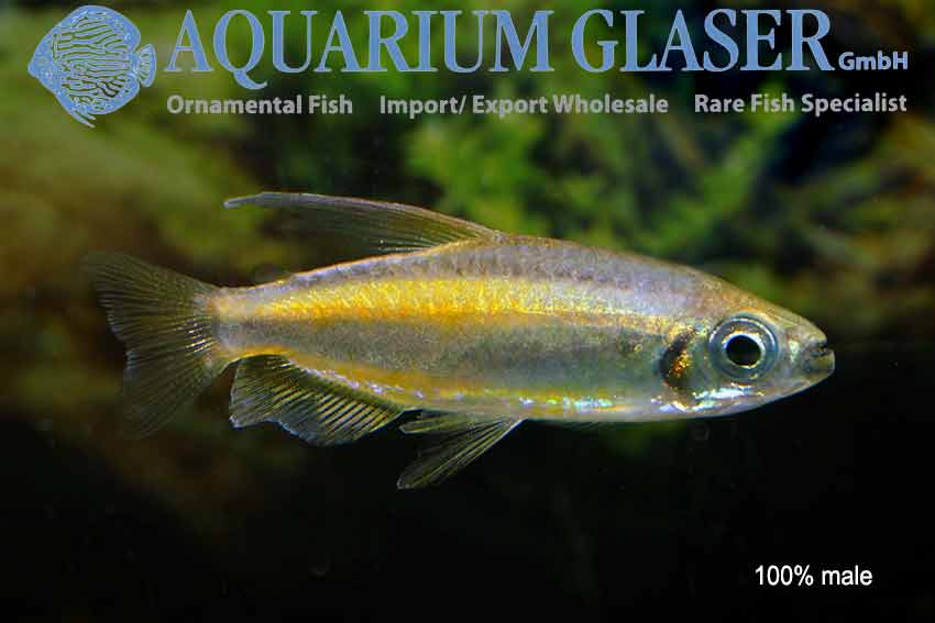 Gylden congo tetra "Phenacogrammus aurantiacus"