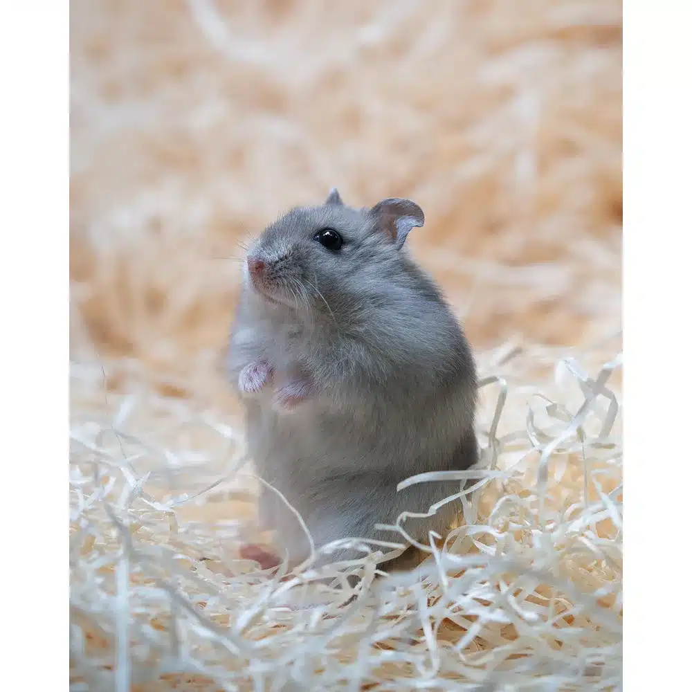 Vinterhvid dværghamster Blå