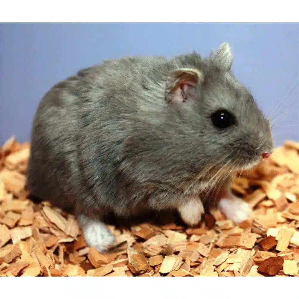 Vinterhvid dværghamster Blå