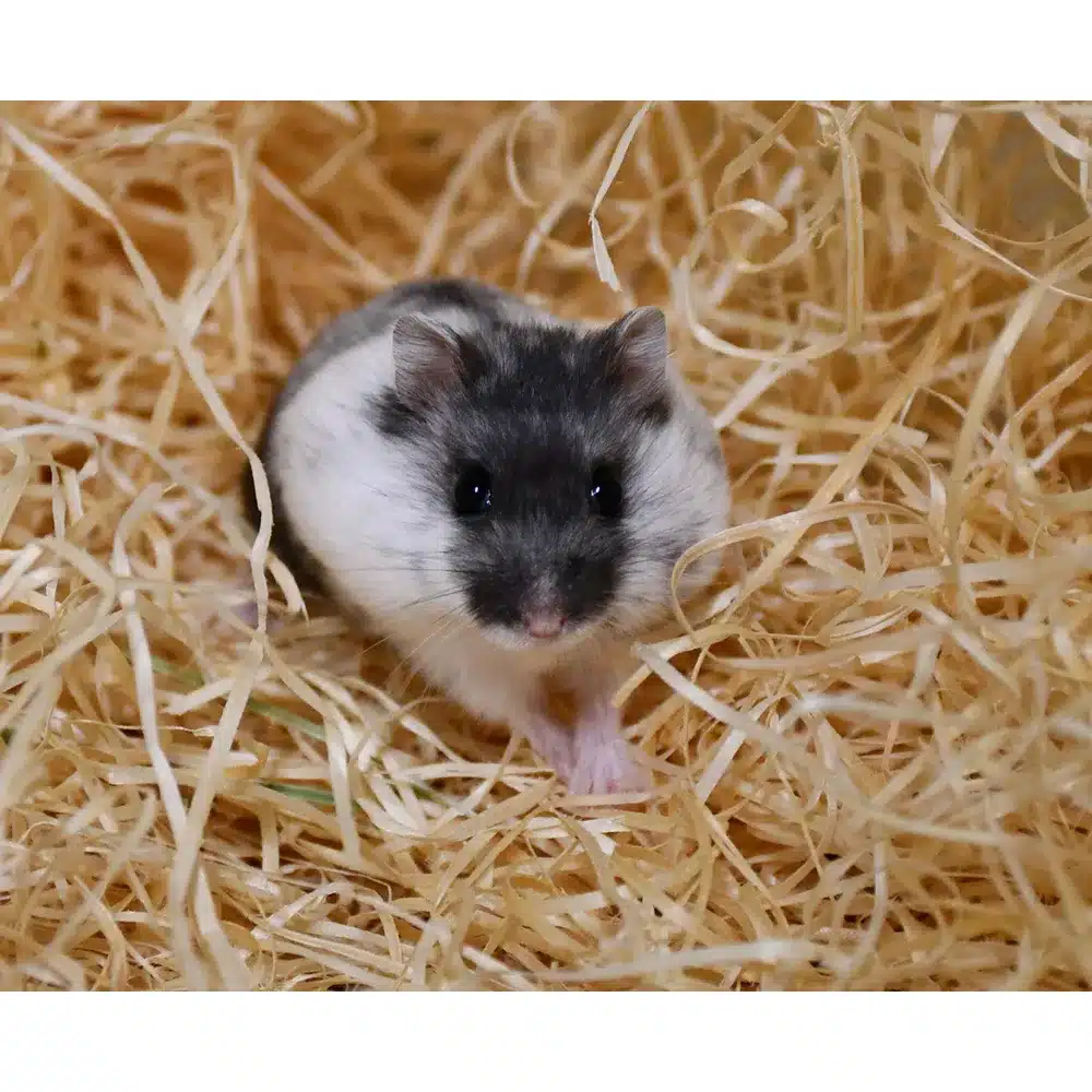 Vinterhvid dværghamster Marmor