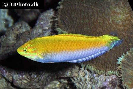 Halichoeres leucoxanthus