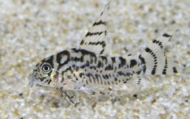 Corydoras CW111