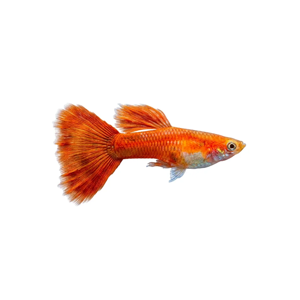 Guppy "Moscow Red" PAR