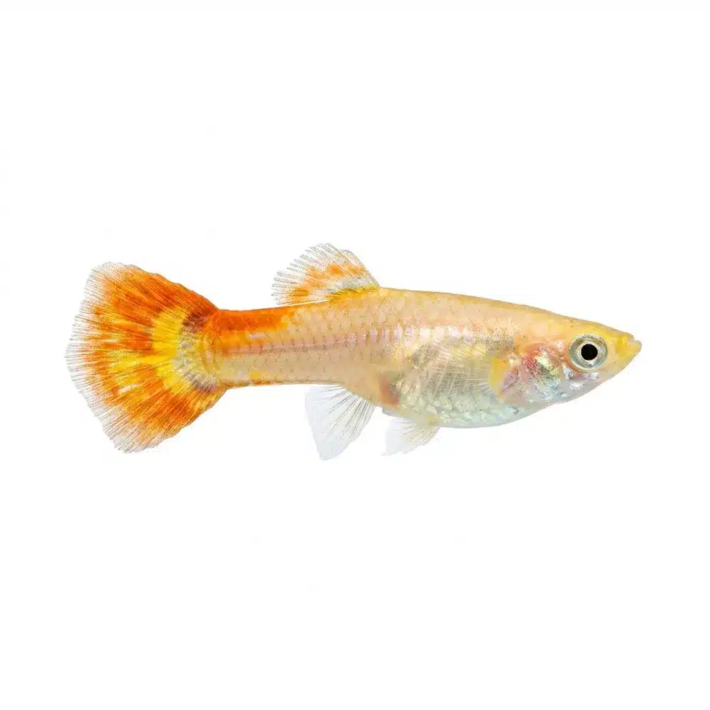 Guppy "Moscow Red" PAR - Billede 2