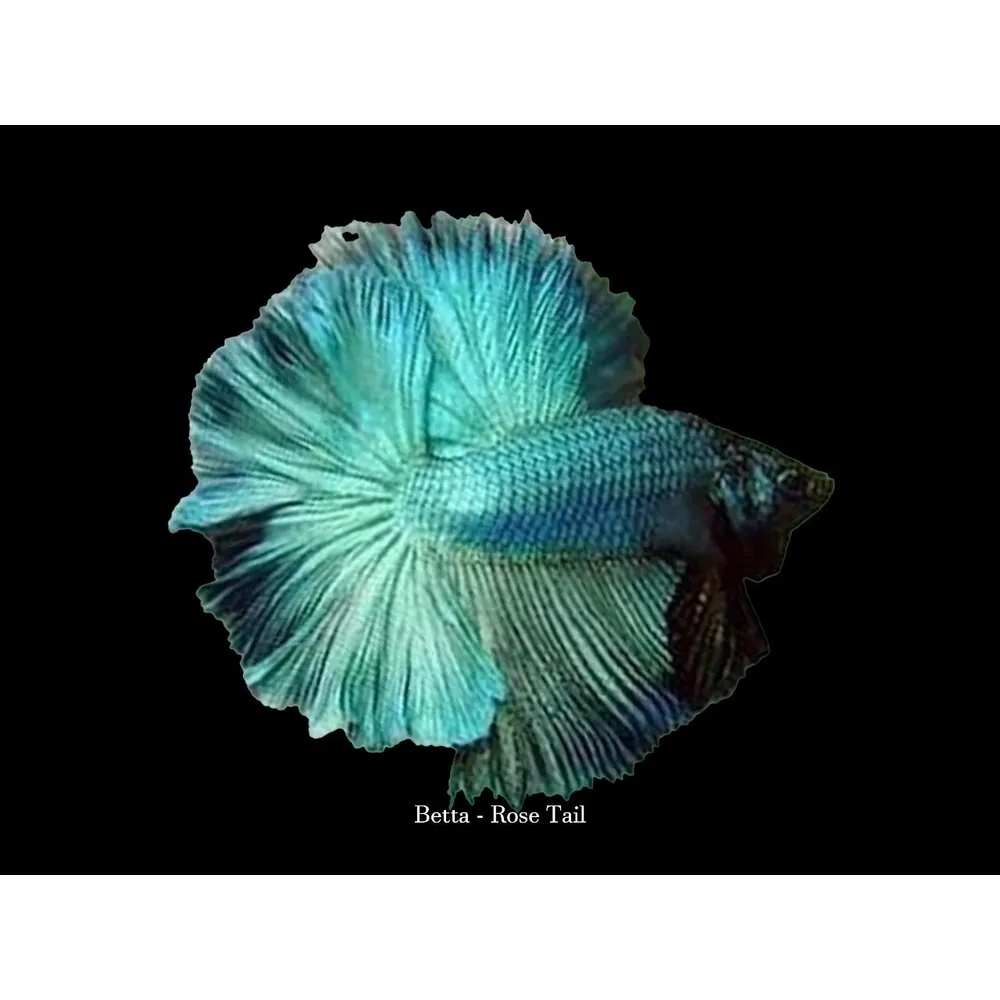 Kampfisk han, Rosetail Mix