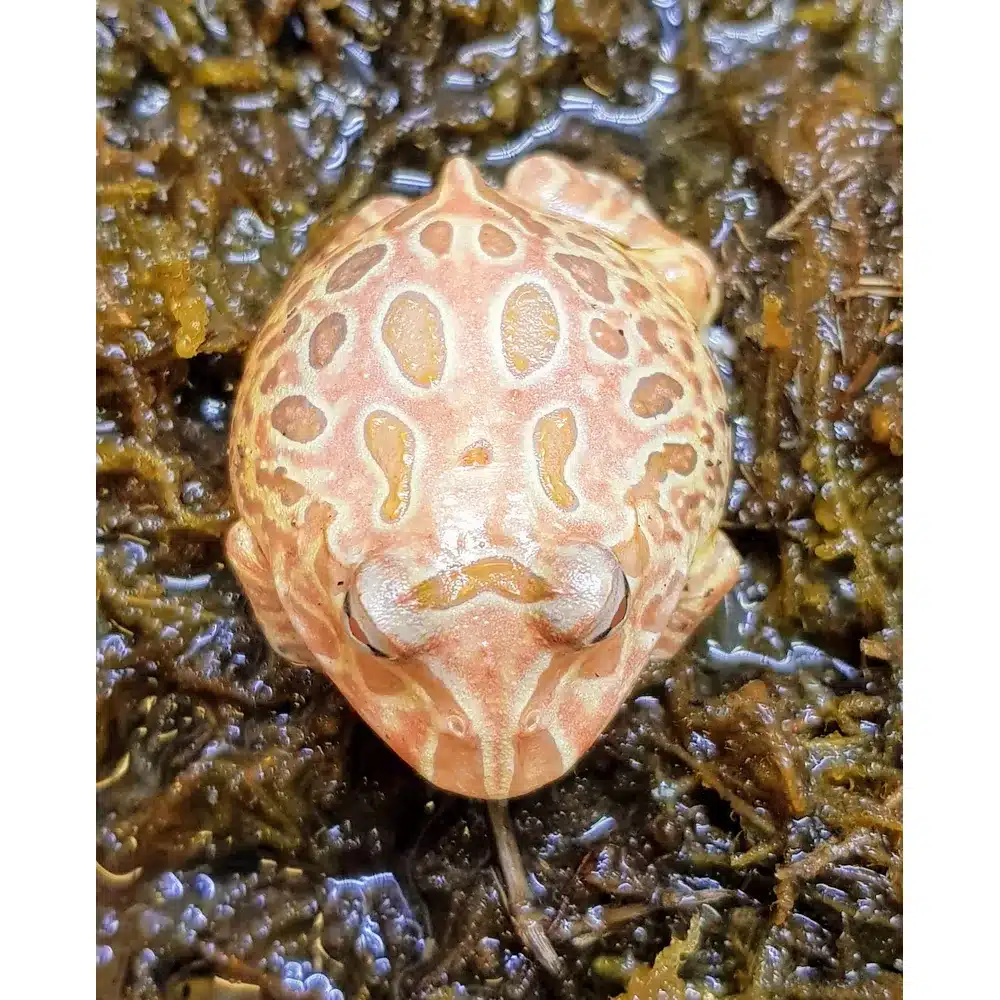 Hornfrø strawberry "C. cranwelli"