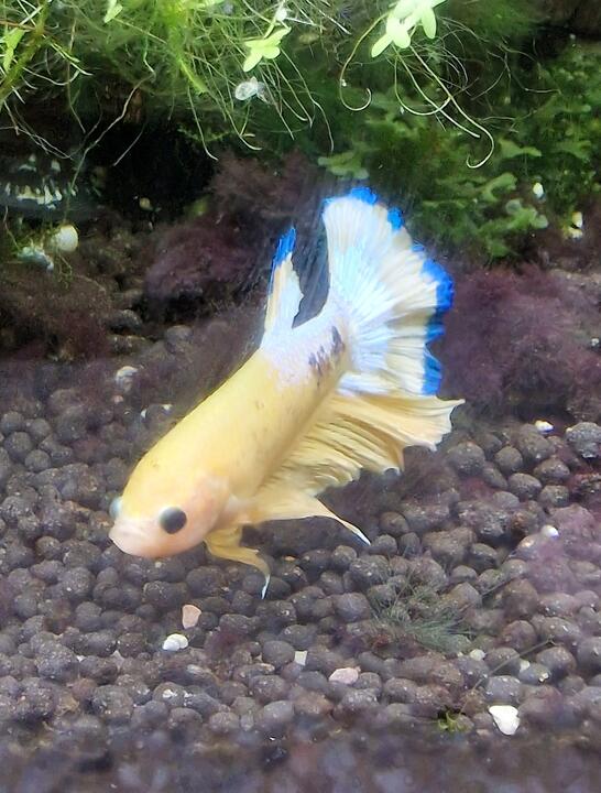 Kampfisk han, Plakat Yellow Hellboy