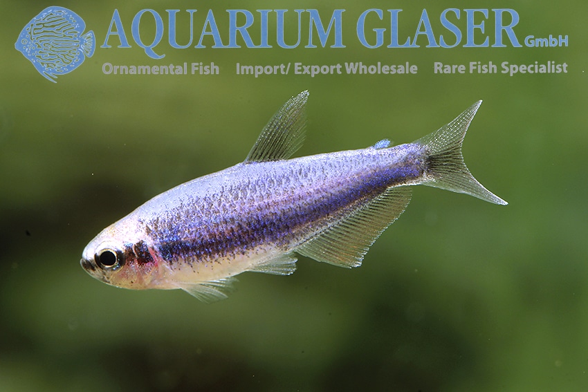 Super Blue kerri "Inpaichthys kerri"