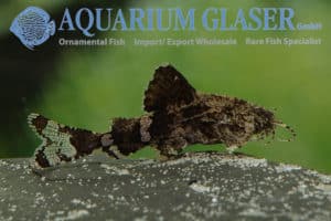 Ankermalle "Erethistes jerdoni"