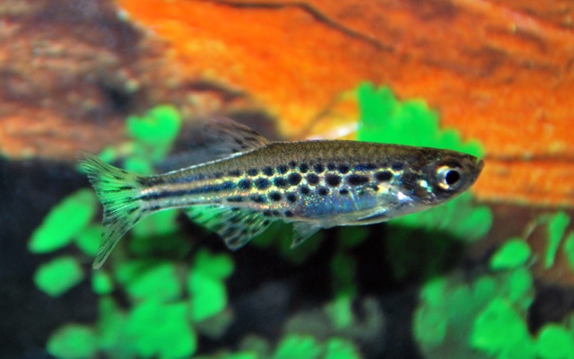 Danio tinwini