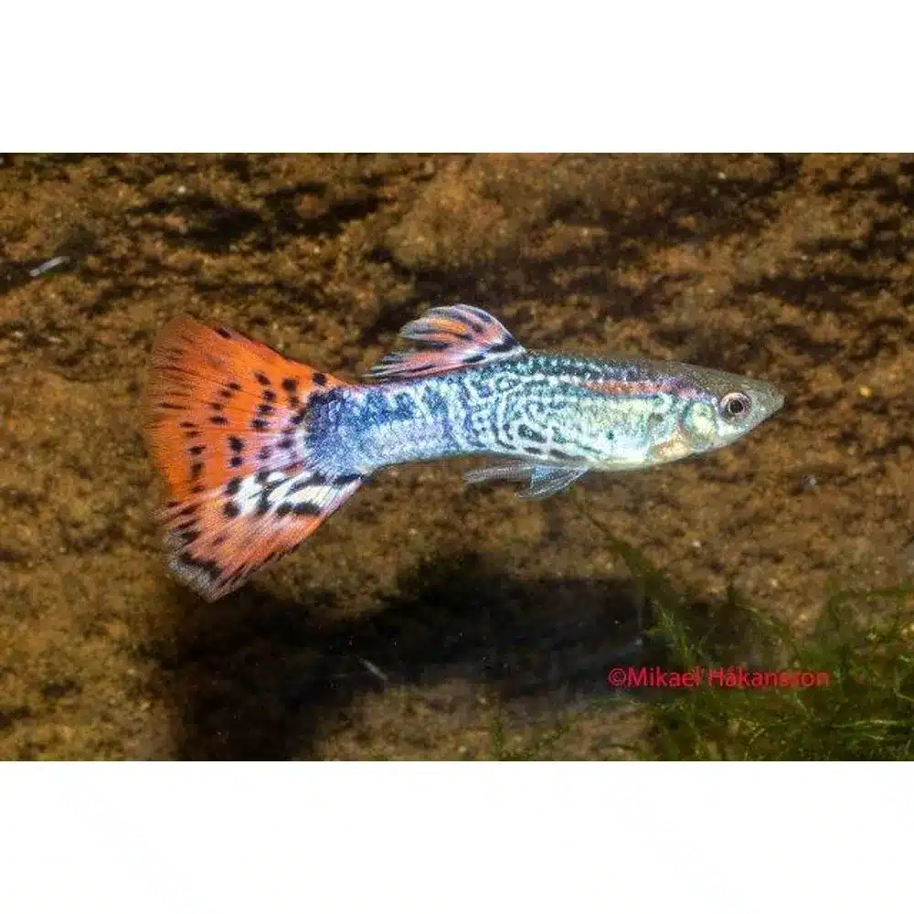 Guppy "King Cobra Red" PAR