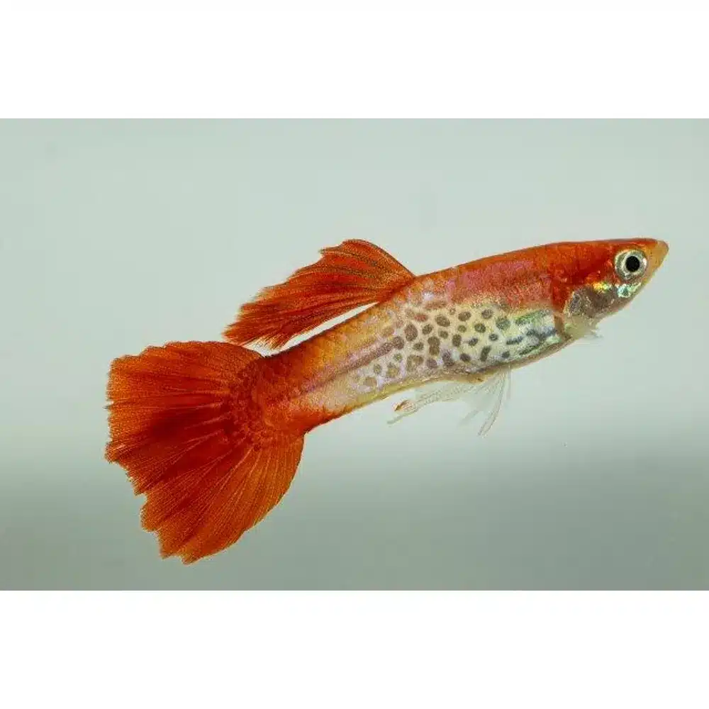 Guppy "Blond Cobra" PAR