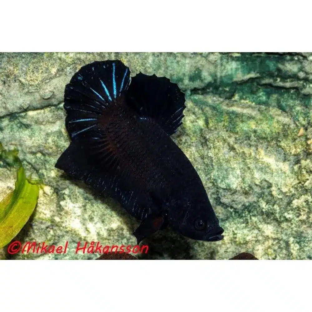 Kampfisk han, Plakat Super Black