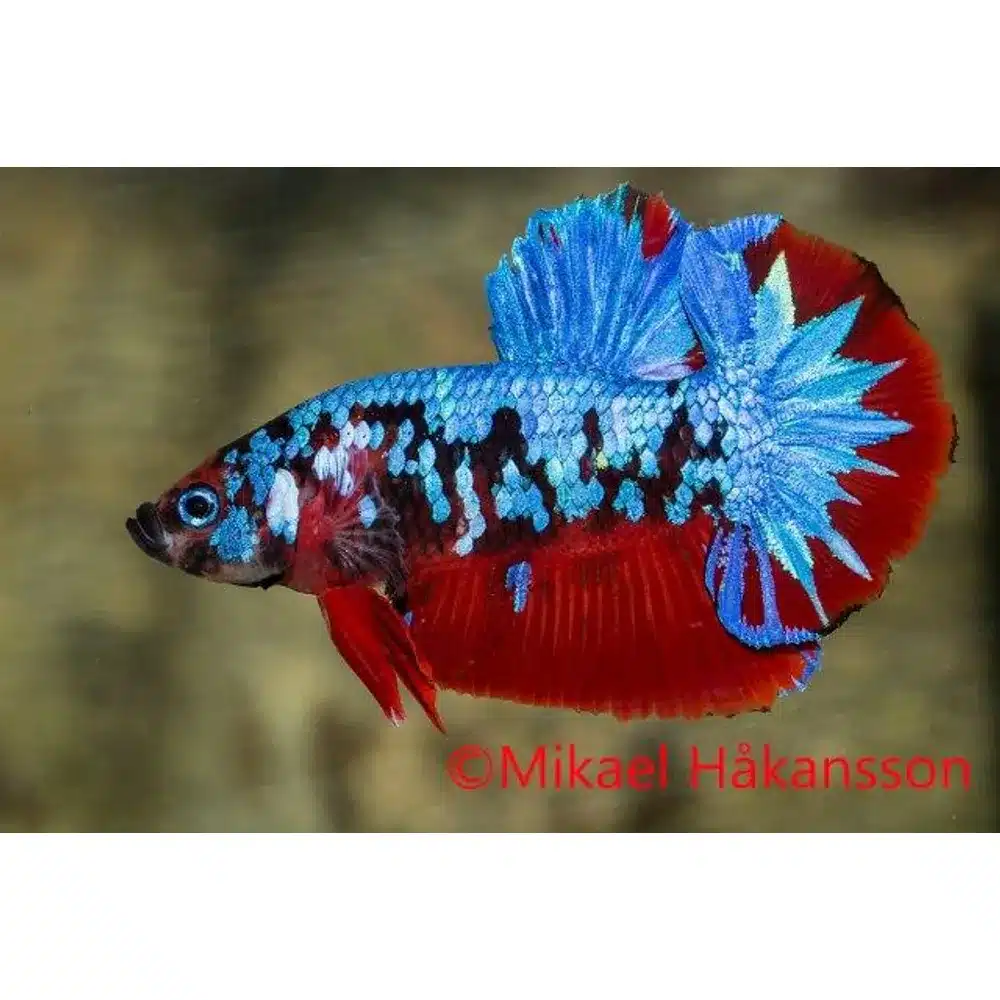 Kampfisk han, Plakat Galaxy Candy