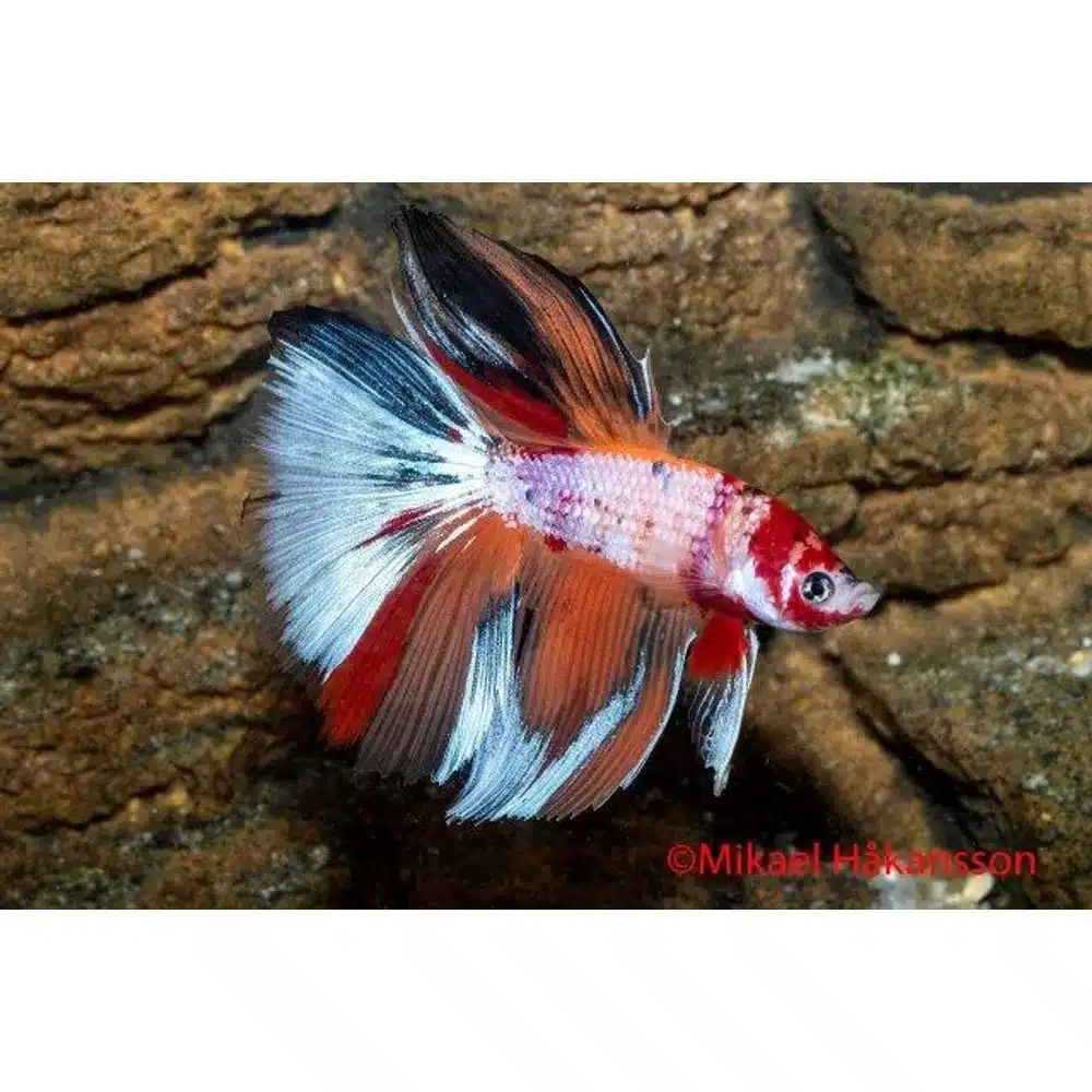 Kampfisk han, Super Delta Koi