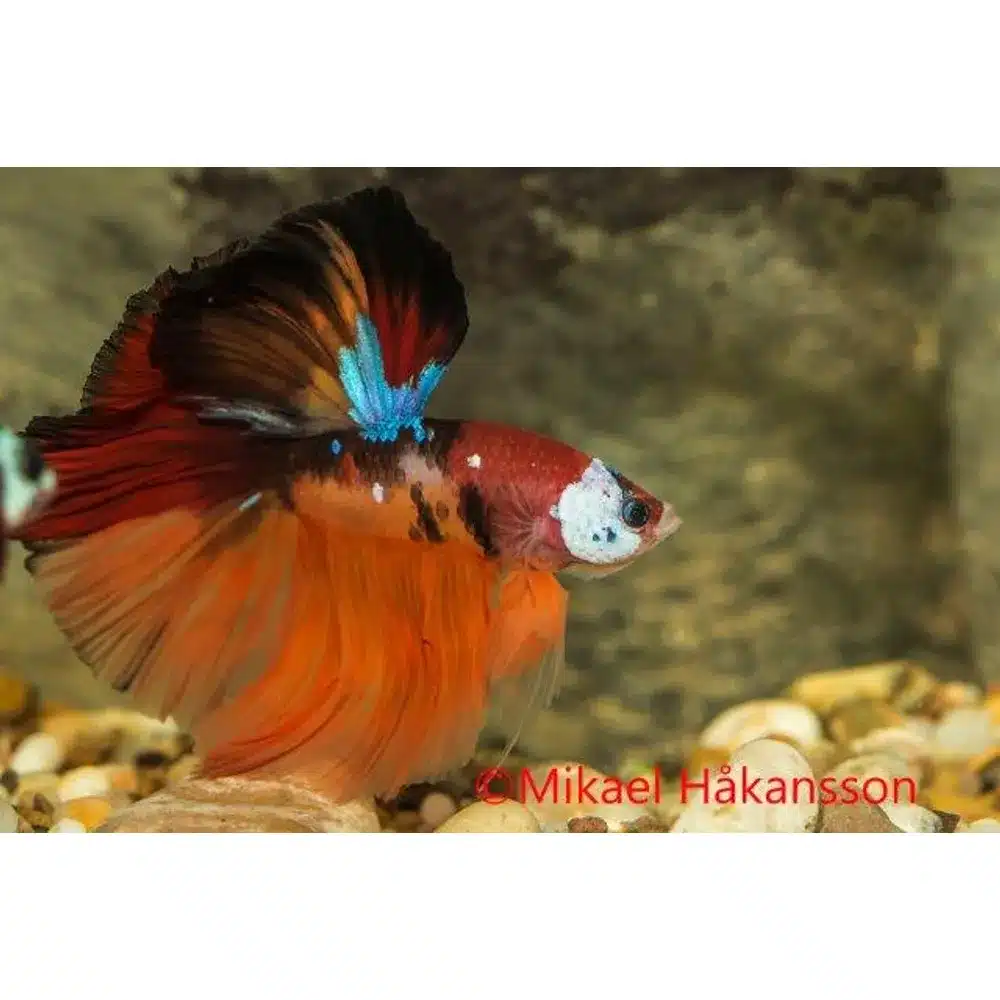 Kampfisk han, Super Delta Candy