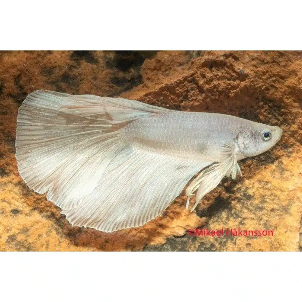 Kampfisk han, Super Delta White Ghost