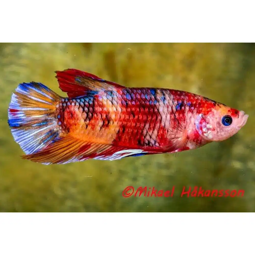 Kampfisk han, Giant mix