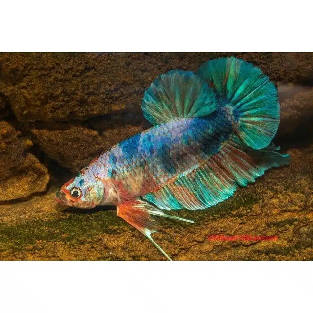 Kampfisk han, Giant Koi