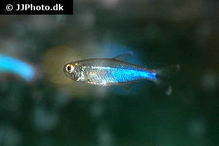 Blå Peru tetra "Knodus borki"