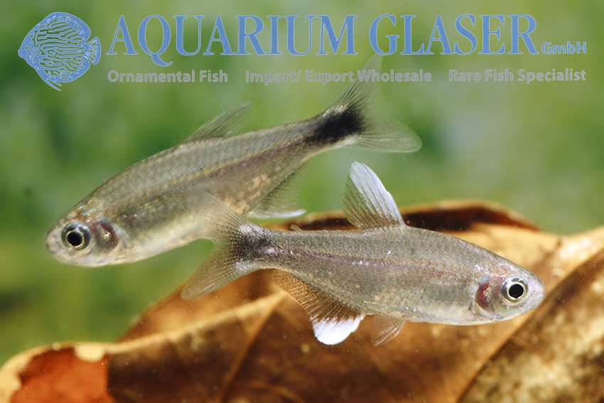 Skyggetetra "Hyphessobrycon negodagua"