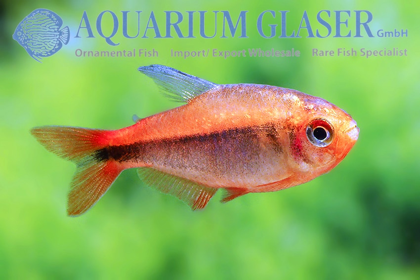 Rio Formiga Tetra "Hyphessobrycon myrmex"