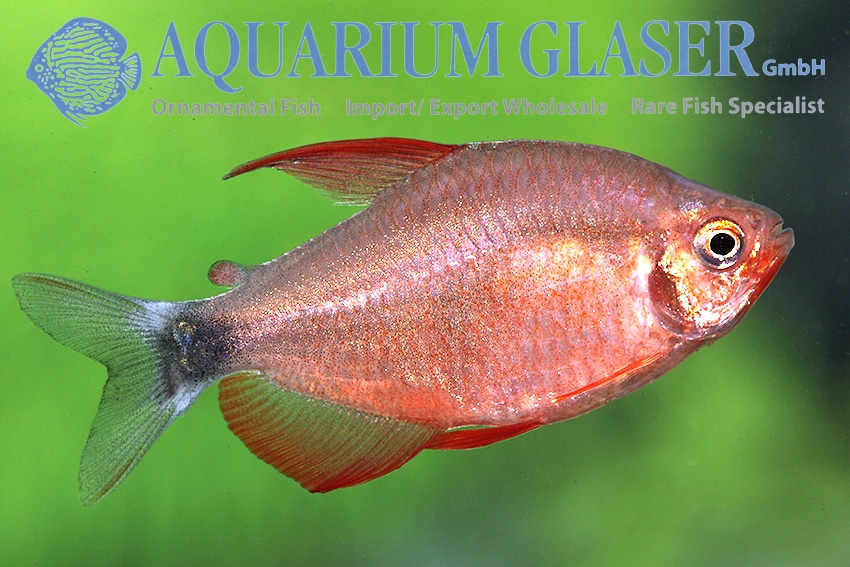 Peugeot tetra "Hyphessobrycon peugeotorum"