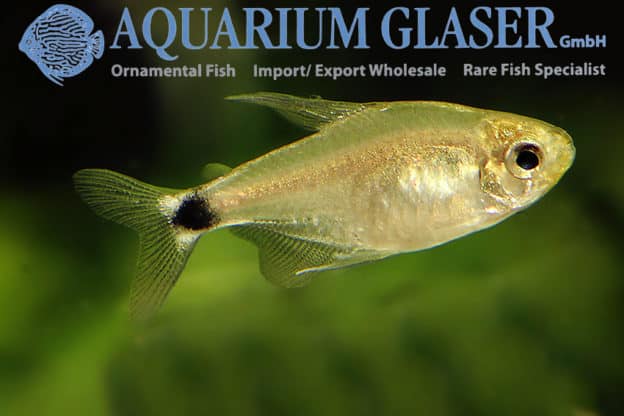 Slørfinnetetra "Hyphessobrycon elachys"