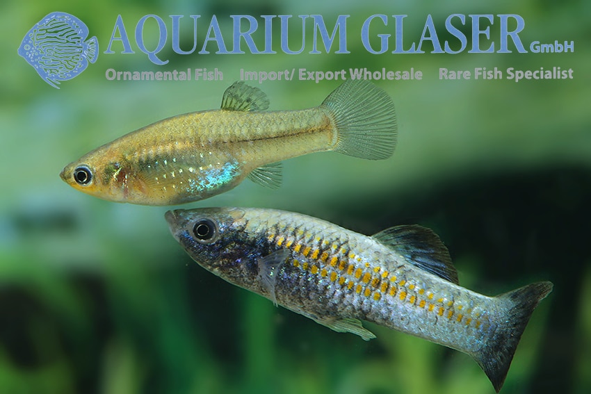 Dværgmolly "Poecilia chica"