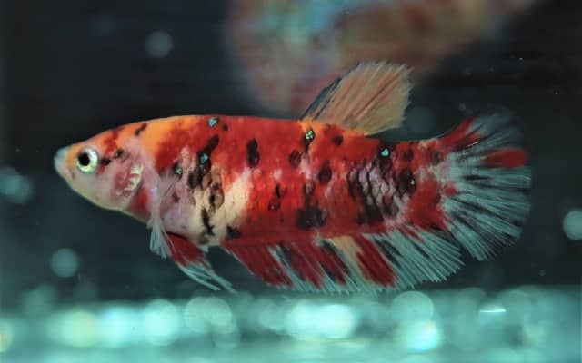 Kampfisk hun, Plakat Koi Nemo