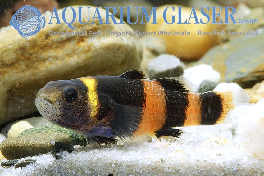 Humlebi Goby "Brachygobius doriae"