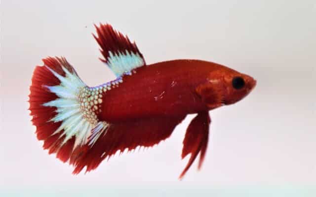 Kampfisk han, Plakat Hellboy